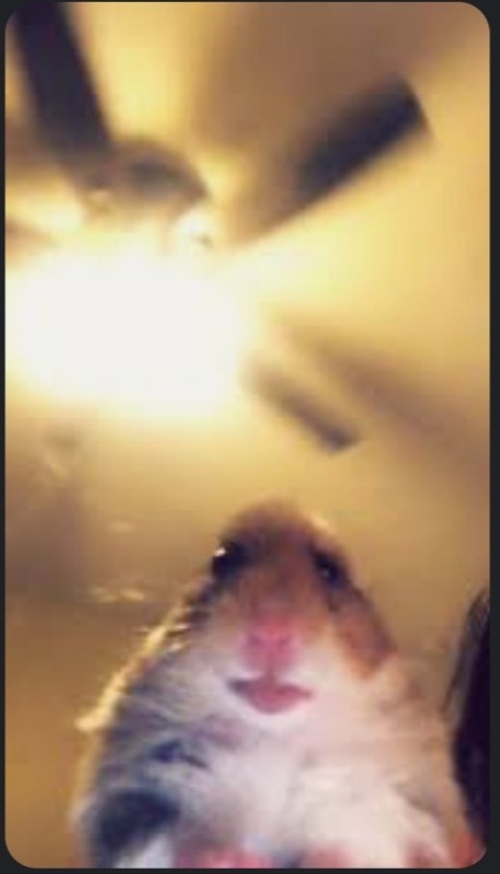 Create meme: the hamster looks at the camera, Yegor Letov , a scared hamster