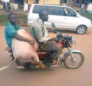Create meme: a cow on a bike, moped overload, pig on a motorcycle pictures