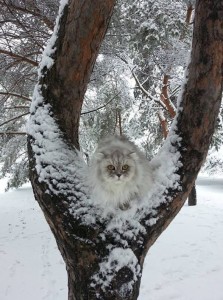 Создать мем: сомалийская кошка в снегу, снежная, снежный кот
