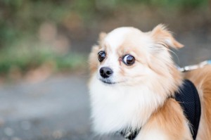 Create meme: Chihuahua, breed Chihuahua