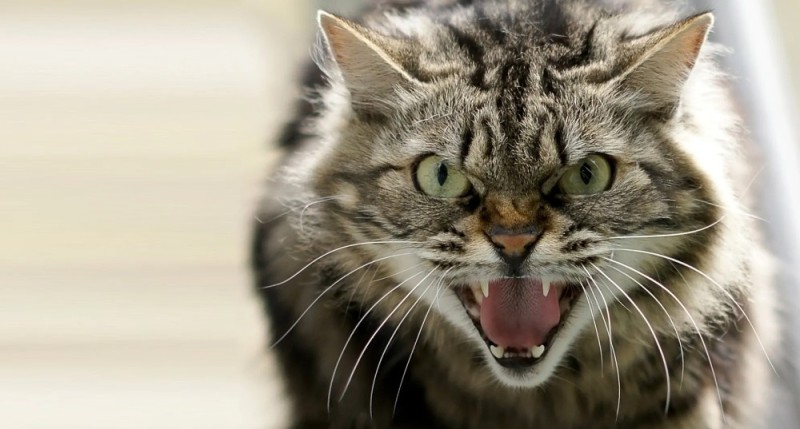 Create meme: cat , a rabid cat , mad cat