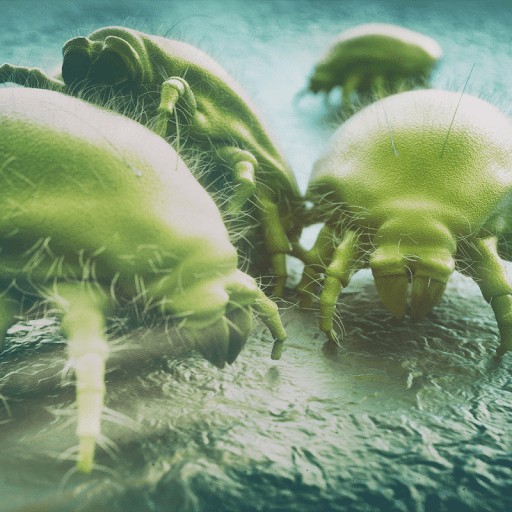 Create meme: dust mites, saprophytes are dust mites, mite