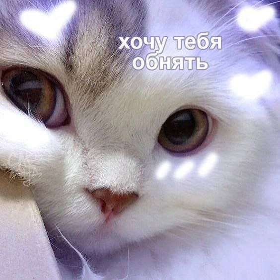 Создать мем: котик любимый, милые котики с сердечками не грусти, люблю тебя котенок