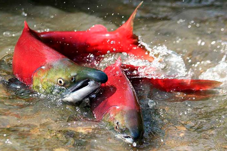 Create meme: salmon sockeye salmon spawning, red salmon, fish sockeye salmon