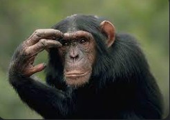 Создать мем: шимпанзе удивляется, шимпанзе думает, обыкновенный шимпанзе