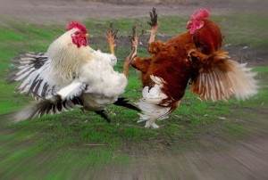 Create meme: rooster, cockfighting, battle cocks