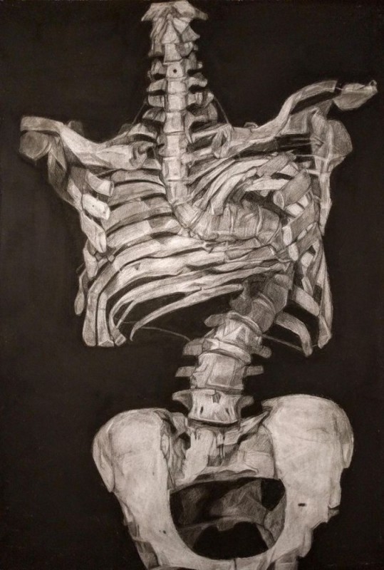 Создать мем: скелет ребра, obras de arte, скелет торса