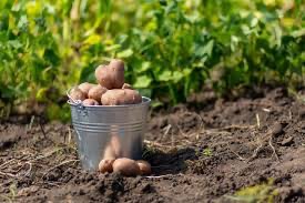 Создать мем: посадка картофеля, картошка в поле, картофель свежий