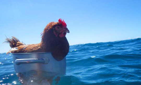 Создать мем: петух плавает, курица в воде, курица плывет
