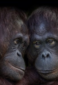 Create meme: orangutan, planet of the apes orangutan
