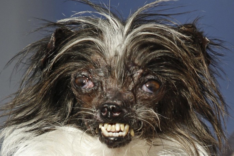 Создать мем: китайская хохлатая собака, уродливая собака, мексиканская хохлатая уродливая