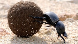 Create meme: dung beetle, scarab beetle, the beetle beetle scarab