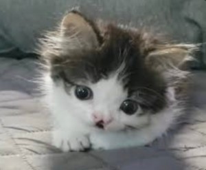 Create meme: cute cats, seals, adorable kittens