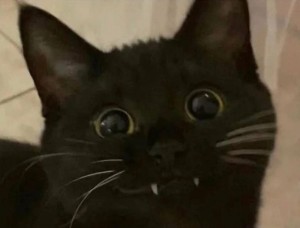 Create meme: count Dracula cat, funny black cat, black cat
