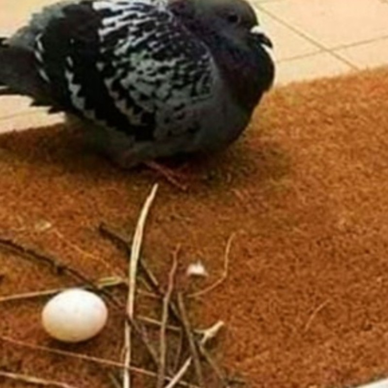 Create meme: pigeon nest is acceptable, pigeon nest, pigeons doves