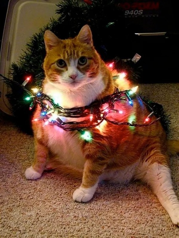 Создать мем: кот новогодний, кот обмотанный гирляндой, смешные новогодние котики