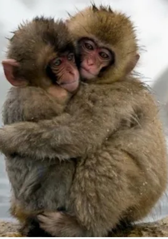 Create meme: monkeys hug, two monkeys, hugs 