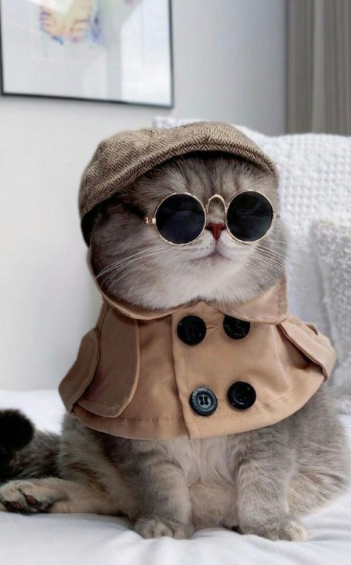 Create meme: fashionable cat, fashionable cat benson, stylish cat 