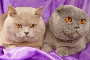 Создать мем: лиловый шотландский скоттиш фолд, лиловый британец кот, вислоухая кошка британская