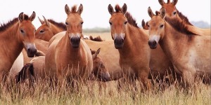 Создать мем: лошади пржевальского оренбургский заповедник, жеребята, лошади пржевальского оренбургский заповедник жеребята