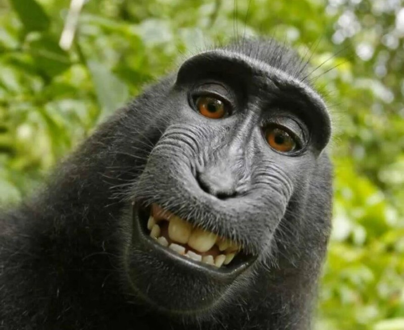 Create meme: funny animal, selfie monkey , muzzle monkeys