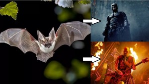 Create meme: bat Pteropus, bat