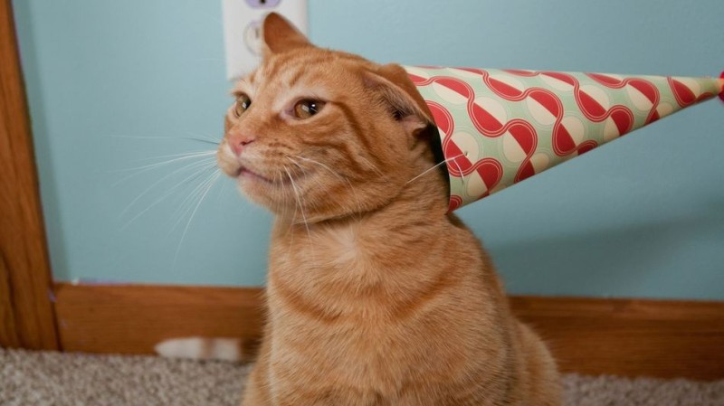 Create meme: cat , a red-haired cat in a hat, a red-haired cat in a cap