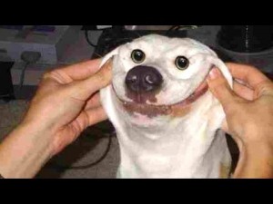 Create meme: funny dog, funny, dog Ulybka