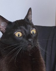 Создать мем: порода кошек бомбейская, кошка, черный кот