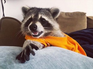 Create meme: animals raccoon, racoon picture, raccoon smiling photo