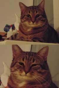 Создать мем: кот мемы пикабу, Кошка, голова кота