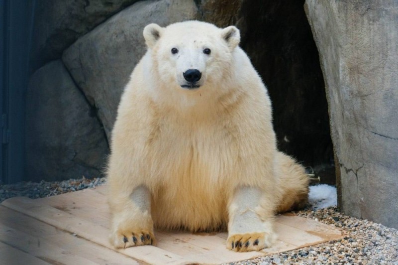 Создать мем: прикольный белый медведь, белый медведь в зоопарке, белый медведь диксон