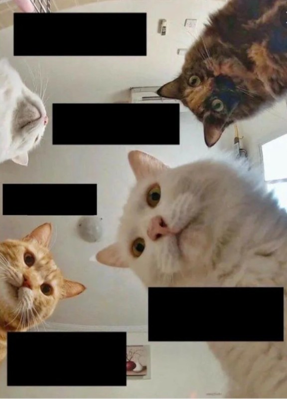 Create meme: memes cats, memes with cats without inscriptions, cat 