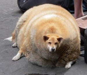 Создать мем: самая толстая собака, жирная собака, самая толстая собака в мире