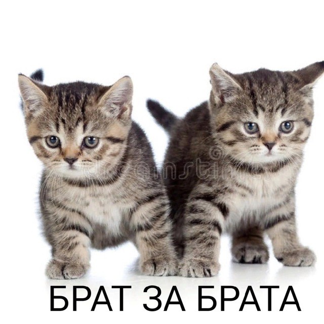 Создать мем: котун кысчы, полосатый котенок, кошки