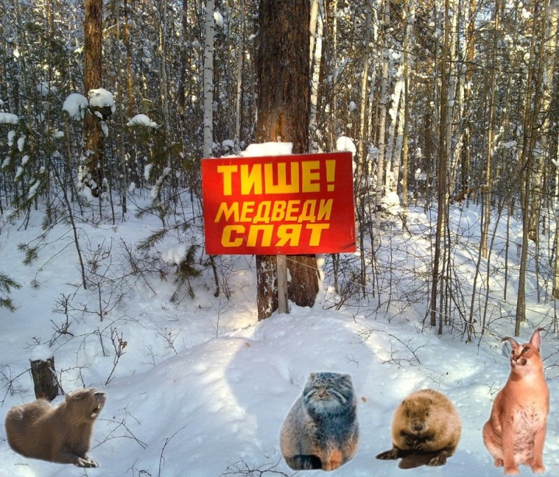 Create meme: quietly the bears are sleeping a zone of silence, The bears are sleeping quietly, small manul