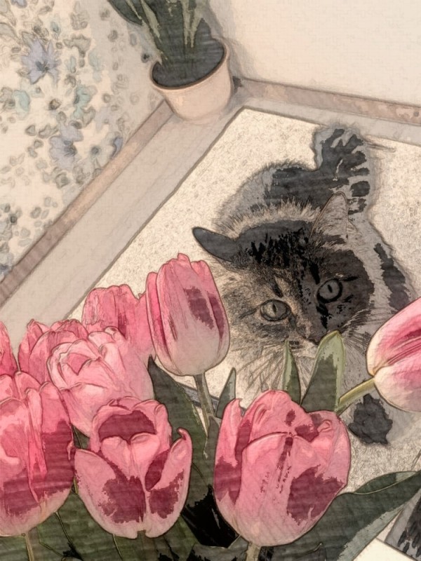 Создать мем: котики, цветы котики, кошка