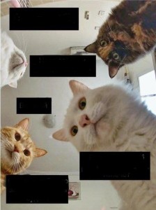 Create meme: humor, seals, Cat