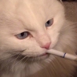 Создать мем: мем кот белый, курящий кот, курящие коты