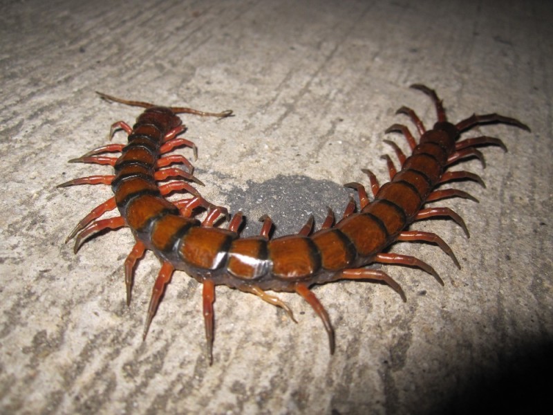 Create meme: interesting information, crimean scolopendra, ripper