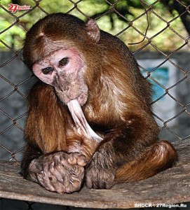 Create meme: monkey Capuchin, shy monkey, the orangutan lives