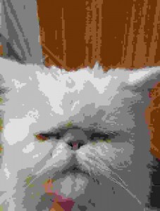 Create meme: Persian cat, cat, cat