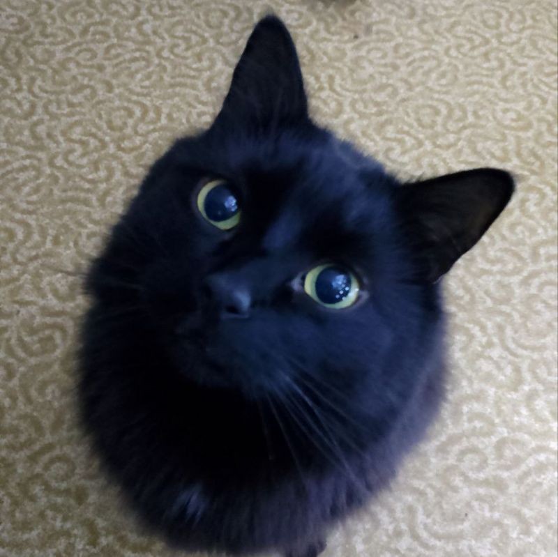 Создать мем: кошка, бомбейская кошка, красивый черный кот