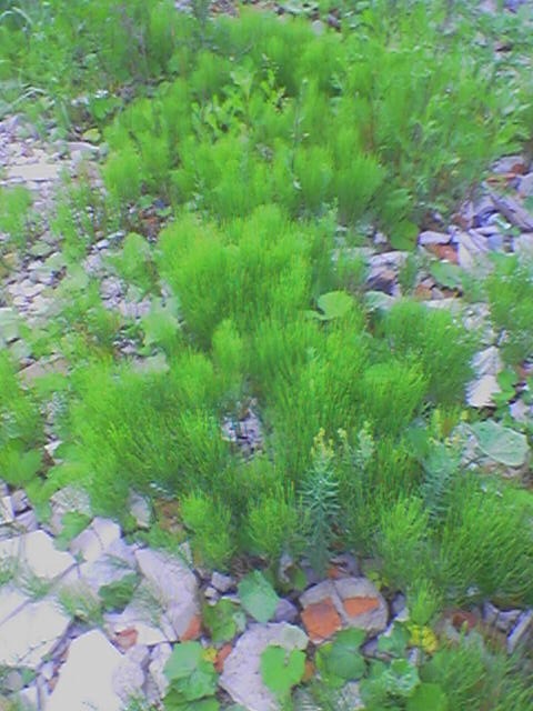 Create meme: horsetail field, horsetail is a field plant, horsetail