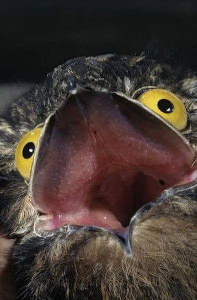 Create meme: nightjar bird open beak, bird Nighthawk, The nightjar is a gigantic bird