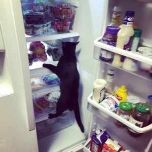 Создать мем: кот у холодильника ночью, ночной холодильник, кот открывает холодильник