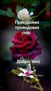 Создать мем: розы, добрый вечер розы, красивые цветы