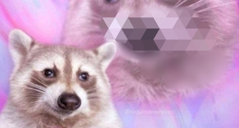 Create meme: cute little Coon, raccoon cute, animals raccoon