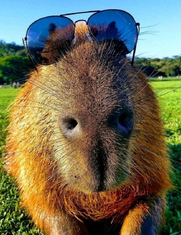 Create meme: capybaras , capybara san, big capybara guinea pig