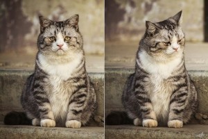 Создать мем: грустный жирный котик, обиделся кот, грустный толстый кот